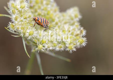 Pyjama Shield Bug Graphosoma italicum che si nutre su un fiore di ombela bianca in estate Foto Stock