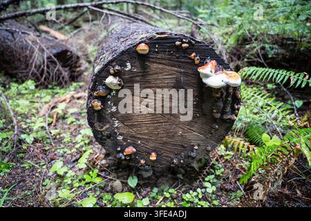 Prima piano di un tronco muschioso tagliato con funghi selvatici a forma di mensola che crescono su un anello di legno, Parco Nazionale Olimpico Foto Stock