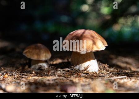 Un primo piano dettagliato di due bellissimi porcini che crescono fianco a fianco in mezzo a un tappeto lussureggiante di aghi di pino sul suolo boschivo della Slovenia. Foto Stock