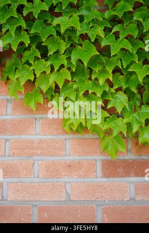 Foglie di edera verde che crescono e strisciano su uno sfondo di muro in mattoni rossi Foto Stock