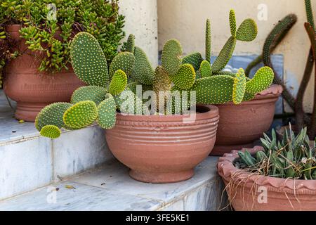 Cacto dalle orecchie di coniglio giallo Opuntia Microdasys che cresce in un vaso di terracotta nel giardino di succulente Foto Stock