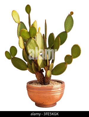 Grande cactus con orecchie da coniglio arancione in vaso di argilla su sfondo bianco Foto Stock