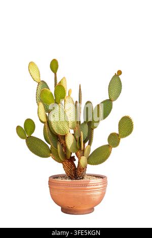 Cacto con orecchie di coniglio Opuntia Microdasys in vaso di terracotta isolato su sfondo bianco Foto Stock