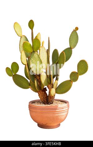 Cacto Opuntia Microdasys Bunny Ears maturo che cresce all'aperto in un vaso di terracotta su sfondo bianco Foto Stock