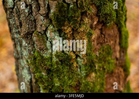 Tronco d'albero coperto di muschio. Foto di alta qualità Foto Stock