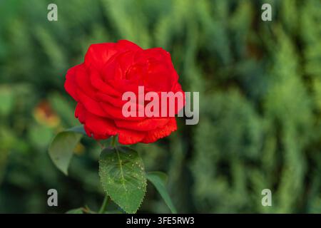Una rosa rosso acceso cresce su uno stelo verde in un giardino pieno di piante. Il sole splende e rende la rosa vivace sullo sfondo verde Foto Stock