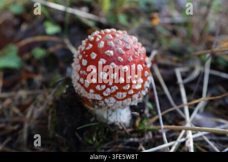 Ripresa ravvicinata di un fungo velenoso Foto Stock
