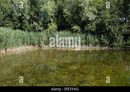 Stagno paludoso chiaro coperto di vegetazione acquatica accanto ad alti canneti e alberi verdi fitti nel Parco Naturale Het Zwin vicino a Knokke Heist West Flanders Bel Foto Stock