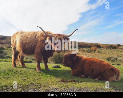 Mucca Highland in piedi in un campo con un'altra mucca che riposa nelle vicinanze Foto Stock