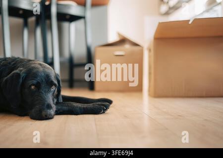 Cane che riposa sul pavimento di legno duro a casa Foto Stock