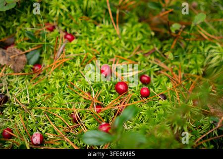 Mirtilli adagiati nel muschio in primo piano, bacche selvatiche che riposano su un terreno boschivo ruvido. Il superalimento naturale e organico offre una raccolta serena, una pacifica mietitura in una palude autunnale nella taiga. Foto Stock