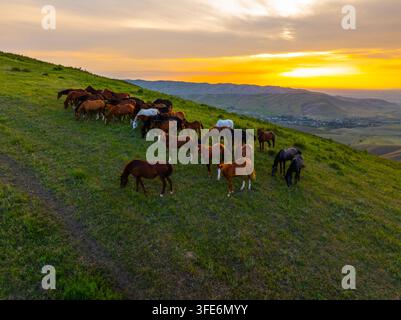 Vista aerea che cattura un branco di cavalli che pascolano su una collina verdeggiante. Un tramonto vivace illumina la scena con tonalità calde di arancione e giallo. Foto Stock