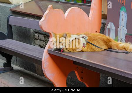 Gatto arancione che riposa su una panchina di legno in un ambientamento all'aperto rilassato con guinzaglio di pelle vista laterale. Scena di cura degli animali domestici e vita all'aperto Foto Stock