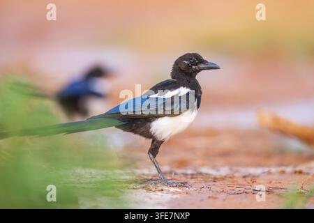 Pica dal becco nero Foto Stock
