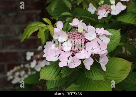 bombus che visita arbusti di ortensia, fiori a pizzo, rosa, fioriture lavanda, foglie verde medio strutturate (Hydrangea-macrophylla-'SMHMLDD', Let's-Danc Foto Stock