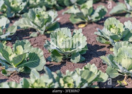 File di cavoli bianchi sani prosperano in un ricco campo terroso sotto un cielo blu brillante. La scena cattura l'essenza dell'agricoltura estiva piena di vita Foto Stock