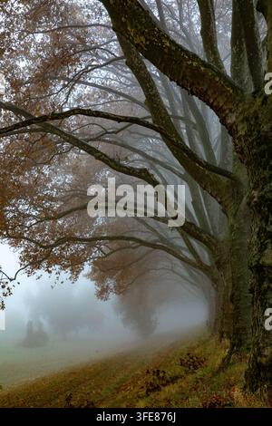 Vista di una fila di alberi con foglie autunnali in un paesaggio nebbioso a Mannheim, Baden-Württemberg, Germania. Foto Stock