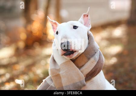 Cane Bull Terrier guarda verso la fotocamera mentre indossa una sciarpa a righe accogliente. Vista ravvicinata all'aperto evidenzia l'animale bianco contro stagioni calde Foto Stock