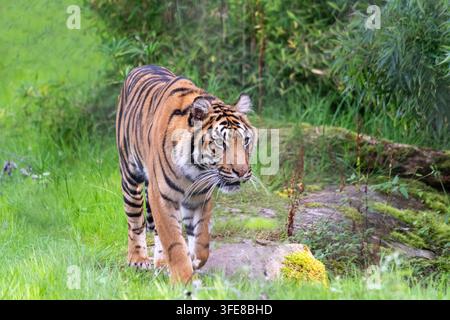 Un tigre a caccia Foto Stock