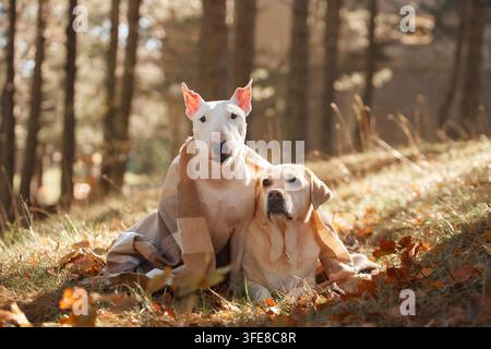 Cane Bull Terrier, cane Labrador Retriever e cane American Hairless Terrier posano nel bosco. La luce calda e le foglie cadute creano un ritratto scenografico Foto Stock