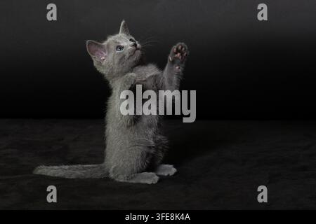 Gattino Russian Blue in piedi sulle zampe posteriori Foto Stock