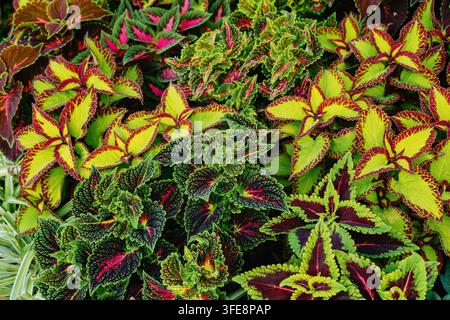 Foglie decorative da giardino colorate con motivi vivaci Foto Stock