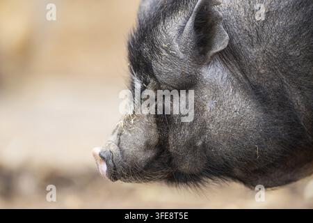 Il vietnamita panciuta pig Foto Stock