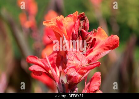 Un primo piano dettagliato cattura un grappolo di vibranti fiori di canna arancioni e rossi che sbocciano su uno stelo all'aperto. La composizione orizzontale mostra Foto Stock