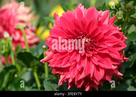 Un primo piano dettagliato cattura una grande fioritura di dahlia rosso cremisi che sboccia magnificamente in un parco all'aperto. La composizione orizzontale mostra una ma Foto Stock