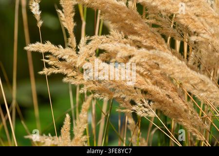 Un primo piano dettagliato cattura le dense e soffici piume dorate-beige della cannuccia piumata all'aperto. Le teste di seme morbide e piumate ondeggiano su steli bruni sottili Foto Stock