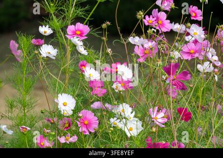Un primo piano cattura un bellissimo gruppo di fiori di cosmee in fiore nelle sfumature di rosa, magenta e bianco. I delicati fiori luminosi si aprono sotto Foto Stock