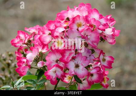 Un grappolo vivace di rose da copertura rosa e bianche cresce stretto su un ramo con piccole foglie verdi. I petali delicati presentano spine profonde Foto Stock