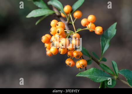 Un primo piano dettagliato mostra un grappolo di bacche di pyracantha arancioni vivaci che maturano su un ramo sottile con piccole foglie verdi. Lo sfondo è Foto Stock