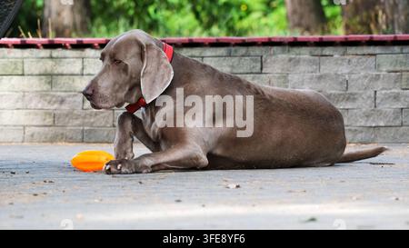 Un cane Weimaraner grigio argento con un collare rosso giace su un patio lastricato di pietra mentre solleva la zampa anteriore. Un giocattolo arancione è posato sul terreno nelle vicinanze mentre Foto Stock