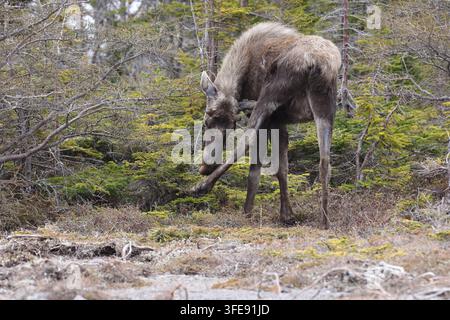 Alce che bruca nella foresta Foto Stock