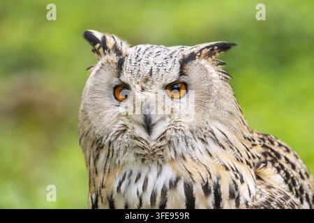 Siberian Gufo reale Foto Stock