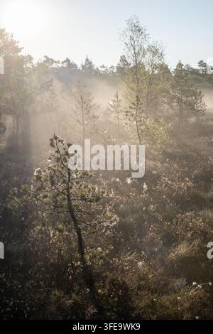 Raggi di sole eterei dell'ora dorata penetrano la nebbia mattutina sopra la palude di Schwarzes Moor nella Rhön, perfetti per i temi natura e benessere. Foto Stock