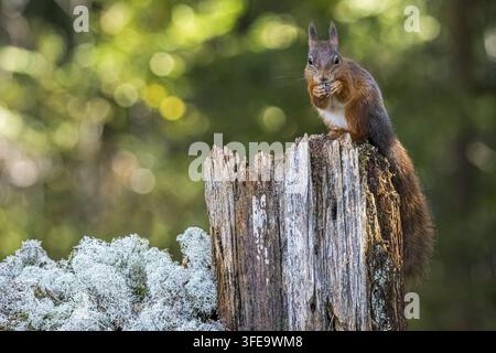 Scoiattolo europeo Foto Stock
