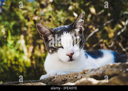 Ritratto ravvicinato di un gatto bianco e nero con occhi verdi all'aperto Foto Stock