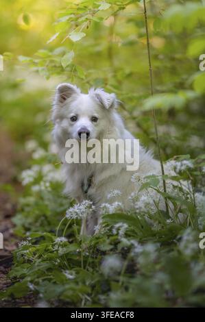 Cane meticcio con una mascella malallineata Foto Stock