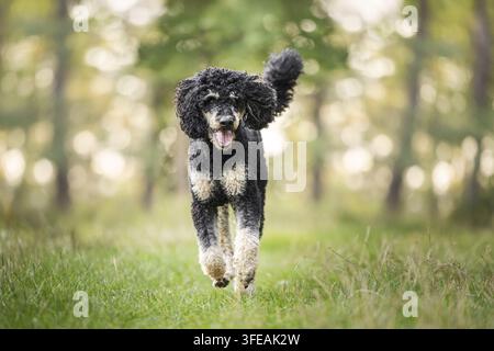 Royal Poodle Foto Stock