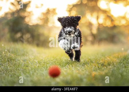 Lo spagnolo cane di acqua Foto Stock
