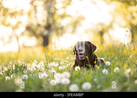 Labrador al cioccolato sdraiato in un prato primaverile Foto Stock