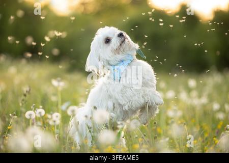 Maltese salta in un prato con semi di tarassaco Foto Stock