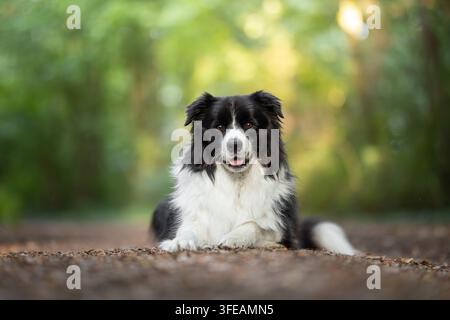 Border Collie sdraiato su un sentiero nella foresta Foto Stock
