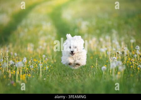 Maltese corre attraverso un prato primaverile in fiore Foto Stock