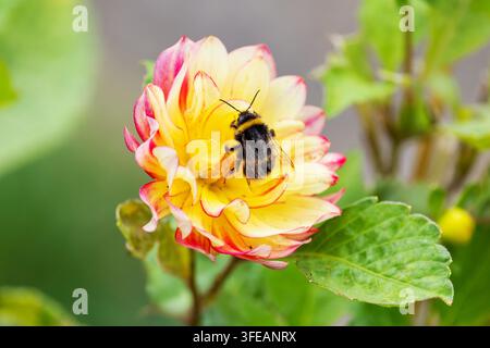 Ape su fiore di dalia con petali gialli e rosa che raccoglie polline in un giardino estivo. Irlanda Foto Stock