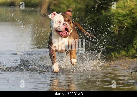 Olde English Bulldog Foto Stock