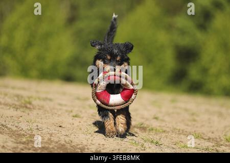 Cucciolo di pastore australiano in miniatura Foto Stock