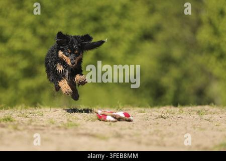 Cucciolo di pastore australiano in miniatura Foto Stock